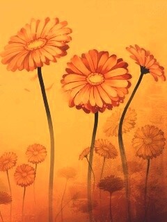 Векторные ромашки обои