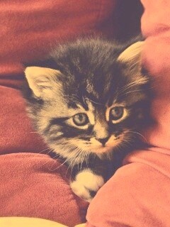 Котенок в подушках обои