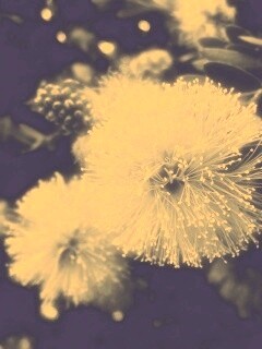 Сказочный цветок обои