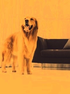 Собачка обои