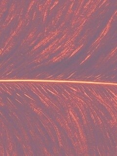 Перо попугая обои