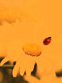 Божья коровка обои