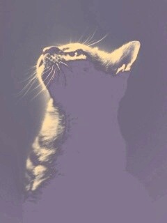 Ночной хищник обои