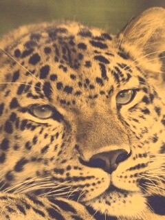 Злопасный ягуляр обои