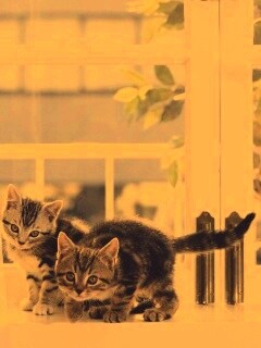 Милые котята обои