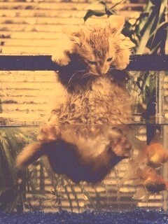 Мокрая киска обои