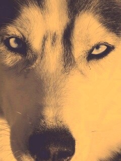 Собака с голубыми глазами обои