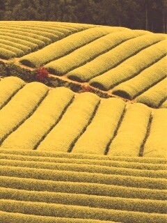 Красивые гряды обои