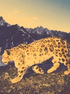 Леопард обои