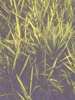 Дикая трава обои