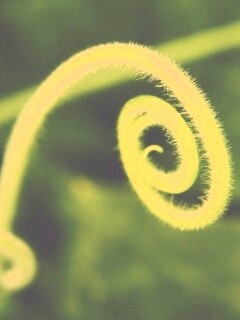 Завитушка растения обои