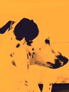 Долматинец смотрит вдаль обои