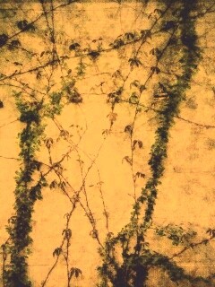 Растение на стене обои