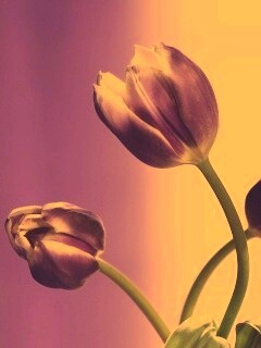 Сиреневые цветы обои