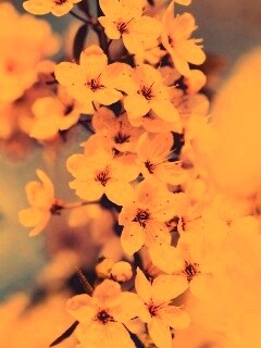 Цветение вишни обои