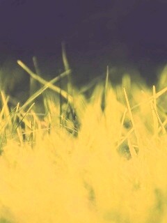 Играя солнечным светом обои