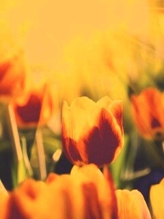Солнечные тюльпаны обои