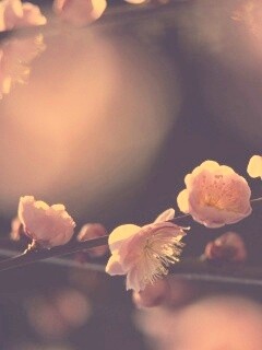 Цветущая вишня обои