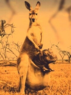 Кенгуру с бегемотом в сумке обои