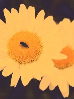 Ромашки обои