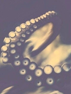 Щупальце обои