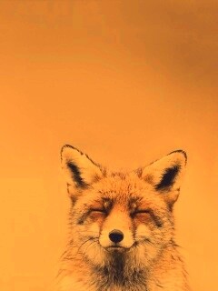^_^ Fox обои