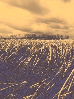 Убранное поле обои