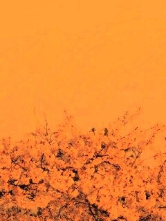 Цветение вишни в горах обои