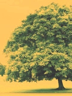 Зеленое ирландское дерево обои