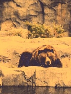 Медведь обои