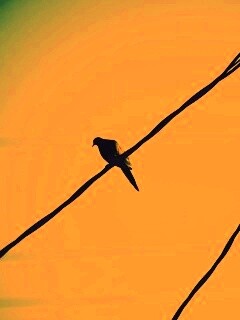 Птица на проводе обои