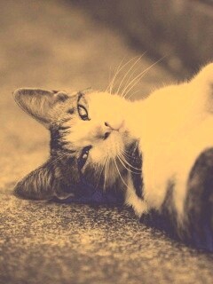 Кот лежит на спине обои