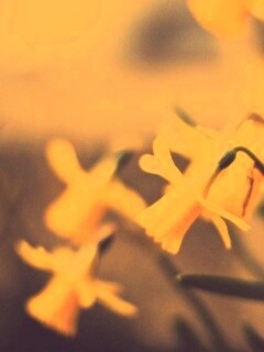 Нарциссы обои