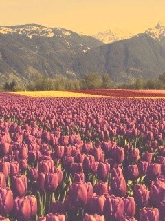 Поле тюльпанов обои