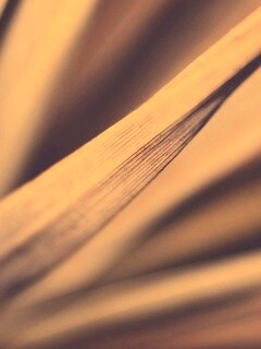 Сухое растение обои