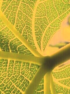 Внутренняя сторона листа обои