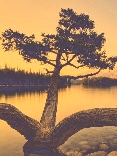 Дерево у горного озера обои