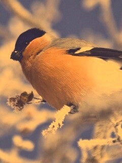 Снегирь на ветке обои