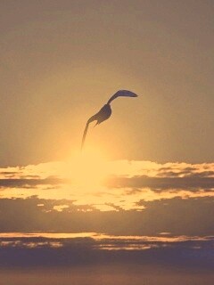 Морская чайка обои