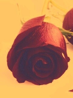 Две красные розы обои