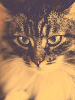 Суровый кот обои