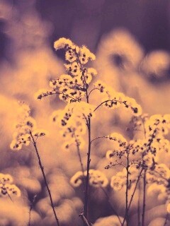 Сиреневые цветы обои