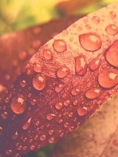 Капли росы на красных листьях обои