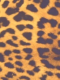 Шкура гепарда обои