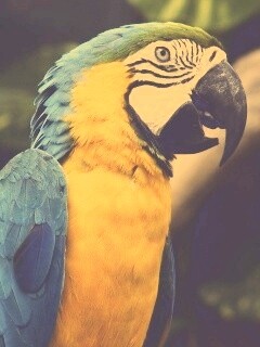 Разноцветынй попугай обои