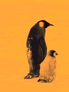 Пингвин с птенцом обои