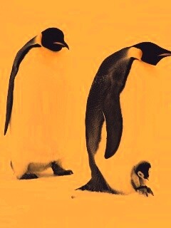 Семья пингвинов обои