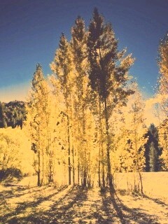 Осень в Новой Зеландии обои