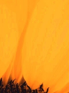 Жёлтый цветок обои