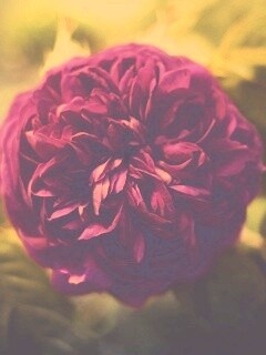 Клевер крупным планом обои